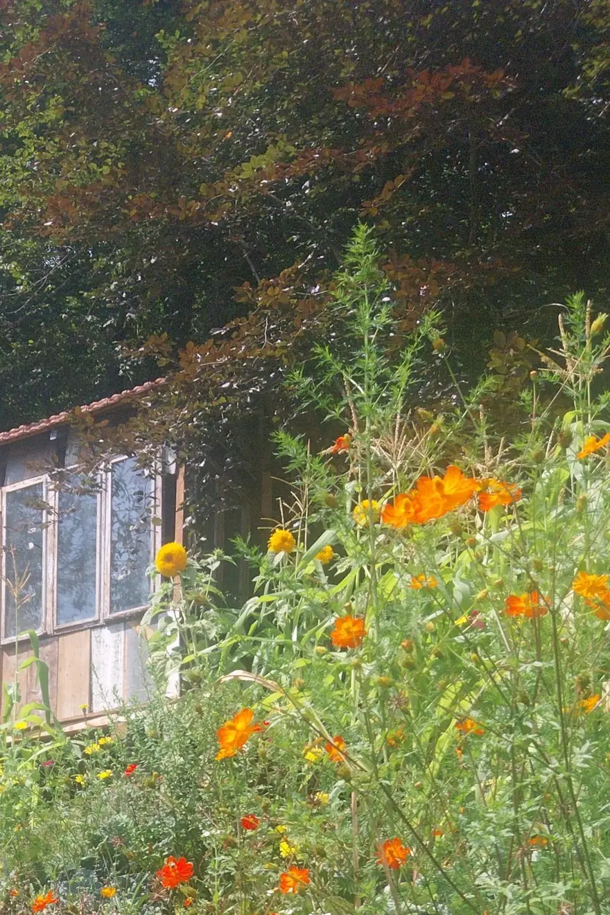 Cabane en bois aux fenêtres vitrées, devant un massif de cosmos orange et de tournesols, sous un grand hêtre pourpre